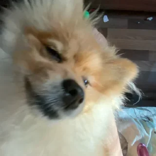 Стикер Моль-zxclegenda - 6