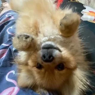 Стикер Моль-zxclegenda - 2