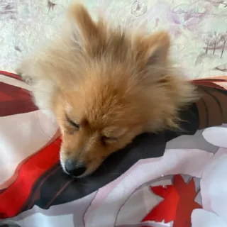 Стикер Моль-zxclegenda - 10