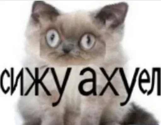 животное млекопитающее кошка