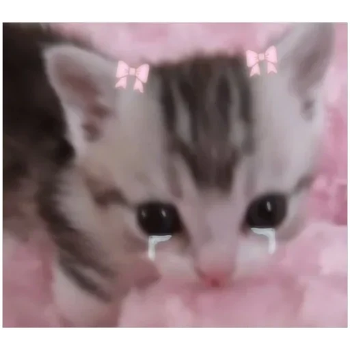 💕 Стики тут: @Stickersloving - 