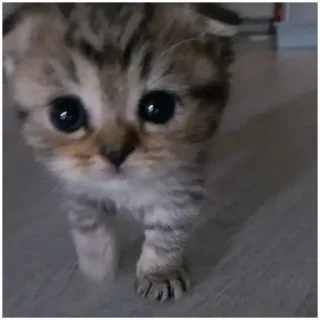 Sticker 💕 Стики тут: @Stickersloving - 5