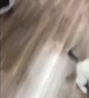 Sticker волос из брови  @mogilkaBot - 0